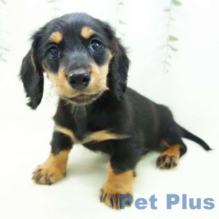 三重県のミニチュアダックスフンド(ロング) (ペットプラス 鈴鹿店/2025年11月29日生まれ/男の子/ブラックタン)の子犬の1枚目の画像