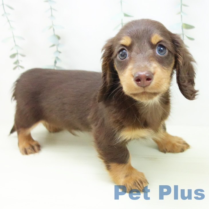 愛知県のミニチュアダックスフンド(ロング) (ペットプラス 豊田店/2025年11月29日生まれ/男の子/チョコレートタン)の子犬の1枚目の画像