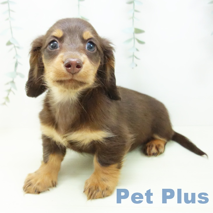 愛知県のミニチュアダックスフンド(ロング) (ペットプラス 豊田店/2025年11月29日生まれ/男の子/チョコレートタン)の子犬の2枚目の画像