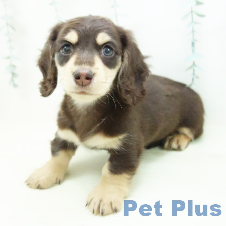 岐阜県のミニチュアダックスフンド(ロング) (ペットプラス 各務原店/2025年11月29日生まれ/男の子/チョコレートイエロー)の子犬の1枚目の画像