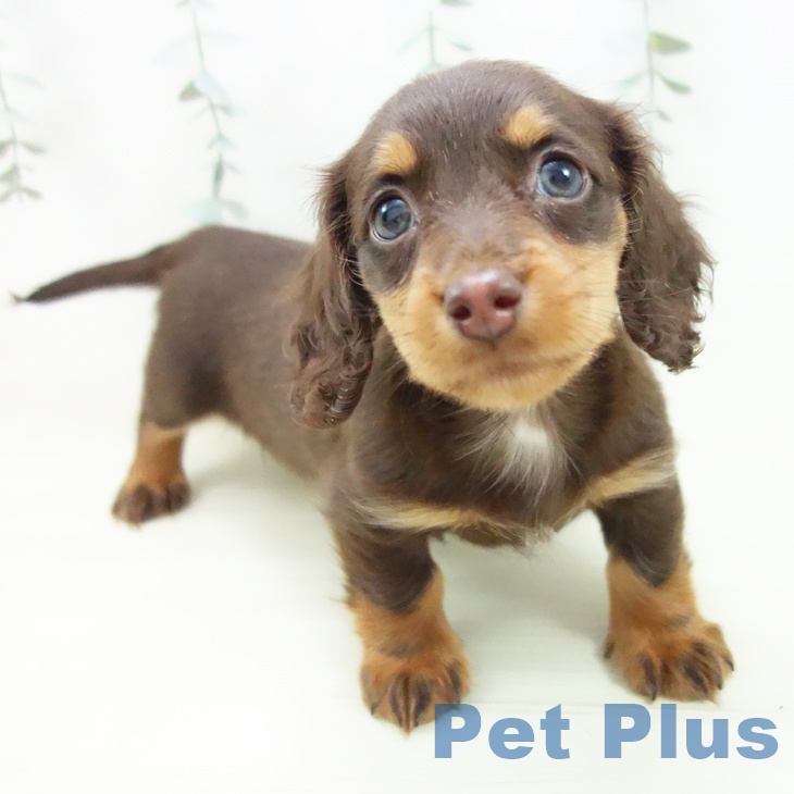 愛知県のミニチュアダックスフンド(ロング) (ペットプラス mozoワンダーシティ店/2025年11月29日生まれ/女の子/チョコレートタン)の子犬の1枚目の画像
