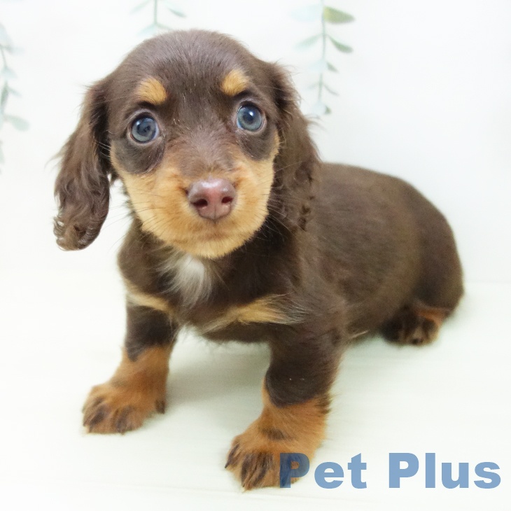 愛知県のミニチュアダックスフンド(ロング) (ペットプラス mozoワンダーシティ店/2025年11月29日生まれ/女の子/チョコレートタン)の子犬の2枚目の画像