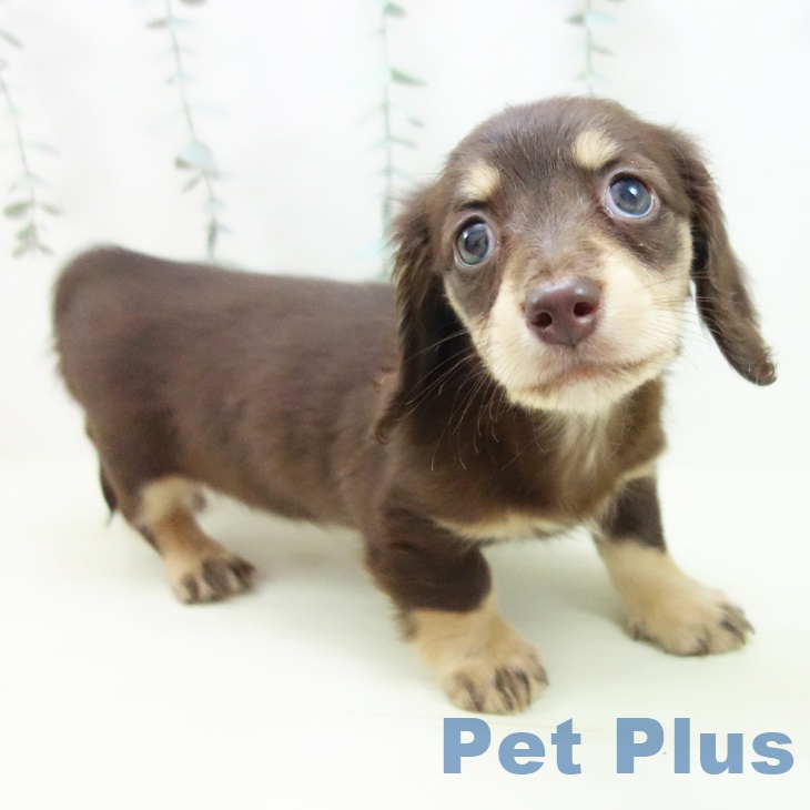 三重県のミニチュアダックスフンド(ロング) (ペットプラス 鈴鹿店/2025年11月29日生まれ/女の子/チョコレートイエロー)の子犬の2枚目の画像