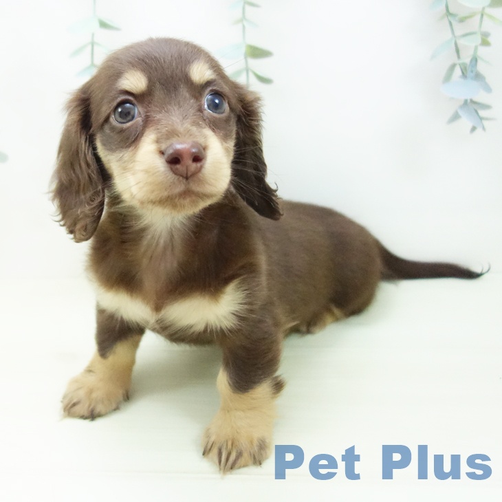 愛知県のミニチュアダックスフンド(ロング) (ペットプラス イオンモール長久手店/2025年11月29日生まれ/女の子/チョコレートイエロー)の子犬の1枚目の画像