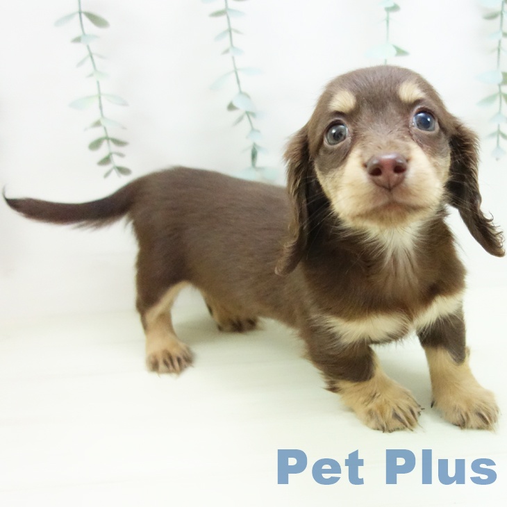 愛知県のミニチュアダックスフンド(ロング) (ペットプラス イオンモール長久手店/2025年11月29日生まれ/女の子/チョコレートイエロー)の子犬の2枚目の画像