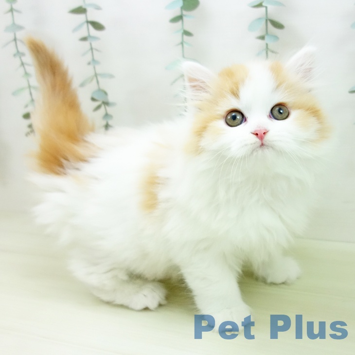 京都府のサイベリアン (ペットプラス 京都桂川店/2025年11月29日生まれ/女の子/レッドタビーホワイト)の子猫の1枚目の画像