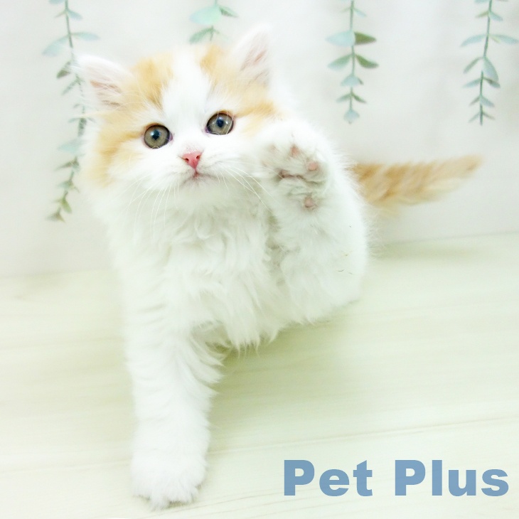 京都府のサイベリアン (ペットプラス 京都桂川店/2025年11月29日生まれ/女の子/レッドタビーホワイト)の子猫の2枚目の画像