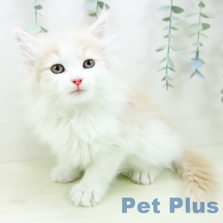 大阪府のノルウェージャンフォレストキャット (ペットプラス イオン大日店/2025年11月29日生まれ/男の子/クリームタビーホワイト)の子猫の1枚目の画像