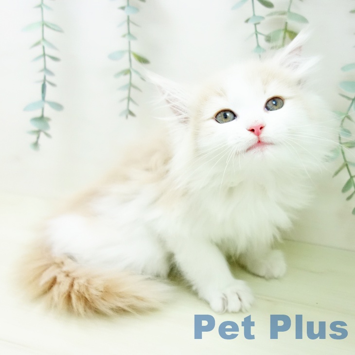 大阪府のノルウェージャンフォレストキャット (ペットプラス イオン大日店/2025年11月29日生まれ/男の子/クリームタビーホワイト)の子猫の2枚目の画像