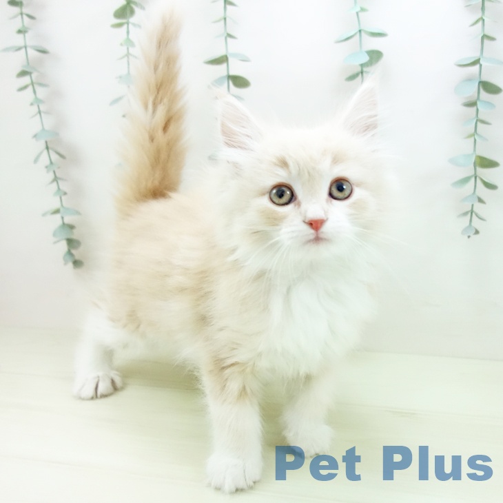 兵庫県のノルウェージャンフォレストキャット (ペットプラス 神戸三宮店/2025年11月29日生まれ/女の子/クリームタビーホワイト)の子猫の1枚目の画像