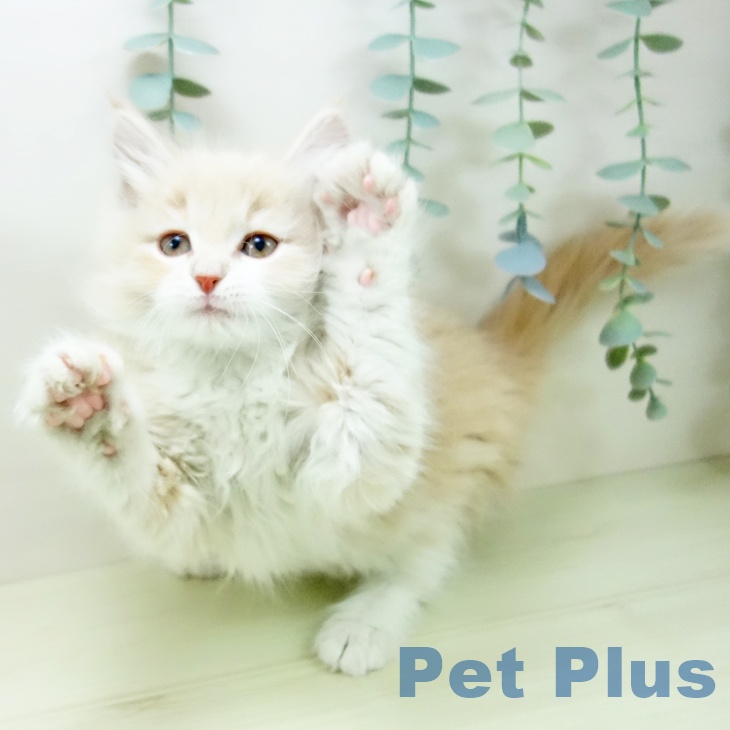 兵庫県のノルウェージャンフォレストキャット (ペットプラス 神戸三宮店/2025年11月29日生まれ/女の子/クリームタビーホワイト)の子猫の2枚目の画像