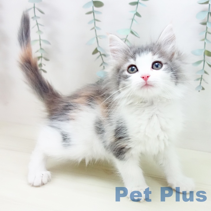 大阪府のノルウェージャンフォレストキャット (ペットプラス ららぽーと和泉店/2025年11月29日生まれ/女の子/ブルーパッチドタビーホワイト)の子猫の1枚目の画像