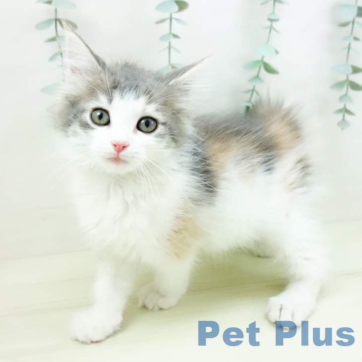 大阪府のノルウェージャンフォレストキャット (ペットプラス ららぽーと和泉店/2025年11月29日生まれ/女の子/ブルーパッチドタビーホワイト)の子猫の2枚目の画像