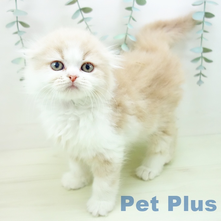 愛知県のスコティッシュフォールド (ペットプラス 岡崎店/2025年11月30日生まれ/男の子/クリームタビーホワイト)の子猫の1枚目の画像