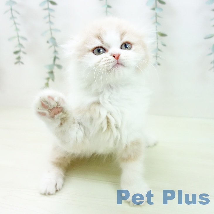 愛知県のスコティッシュフォールド (ペットプラス 岡崎店/2025年11月30日生まれ/男の子/クリームタビーホワイト)の子猫の2枚目の画像