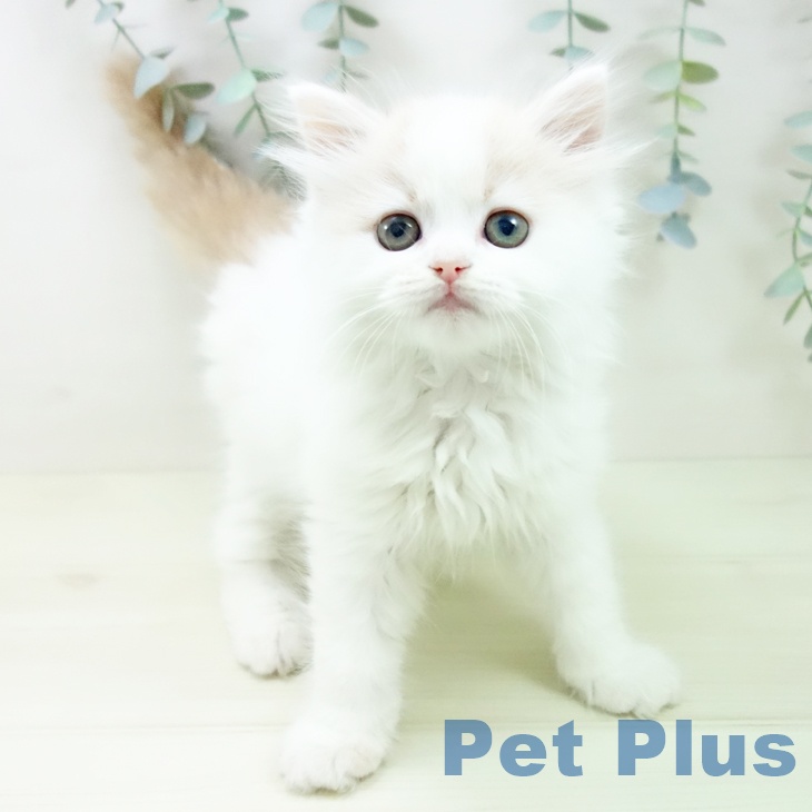 大阪府のスコティッシュフォールド (ペットプラス りんくう泉南店/2025年11月30日生まれ/男の子/クリームタビーホワイト)の子猫の1枚目の画像