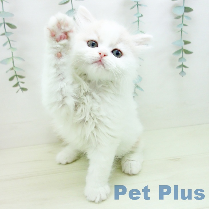 大阪府のスコティッシュフォールド (ペットプラス りんくう泉南店/2025年11月30日生まれ/男の子/クリームタビーホワイト)の子猫の2枚目の画像