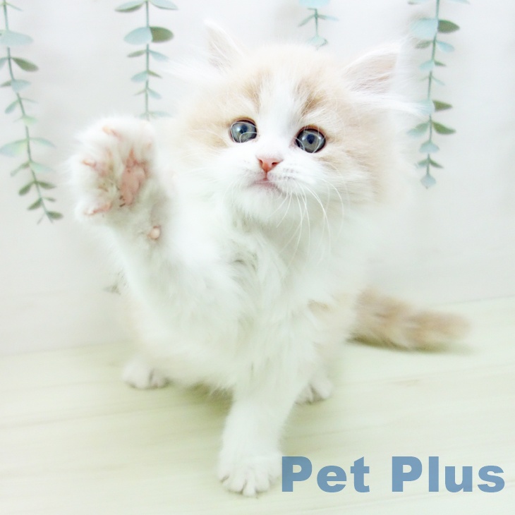 大阪府のスコティッシュフォールド (ペットプラス ららぽーと和泉店/2025年11月30日生まれ/男の子/クリームタビーホワイト)の子猫の2枚目の画像