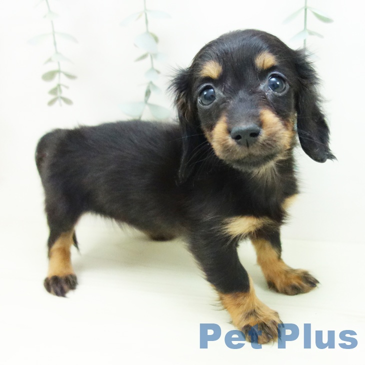愛知県のミニチュアダックスフンド(ロング) (ペットプラス ナゴヤドーム前店/2025年11月29日生まれ/女の子/ブラックタン)の子犬の1枚目の画像