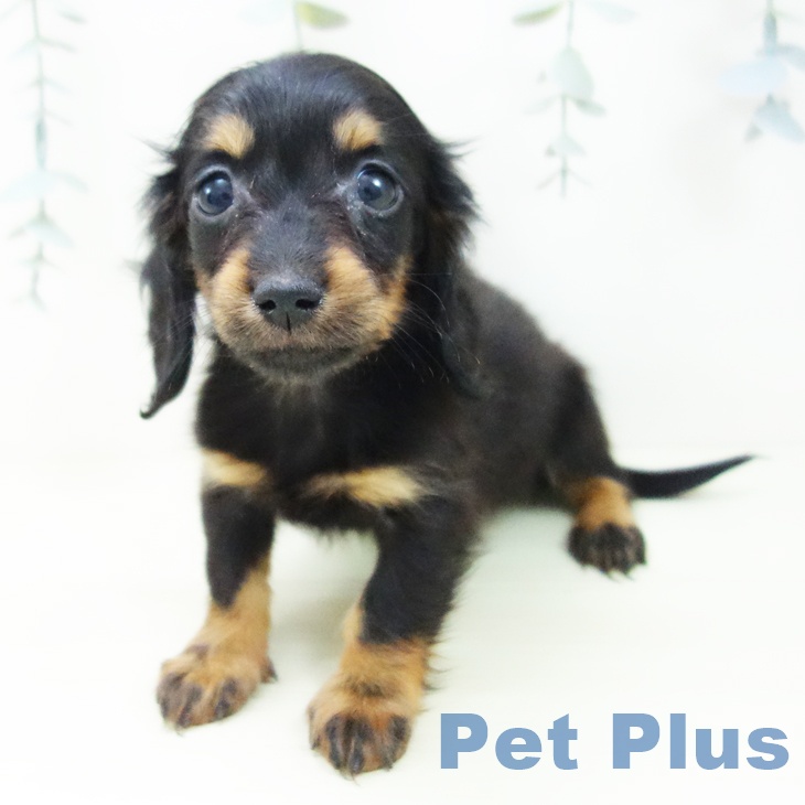 愛知県のミニチュアダックスフンド(ロング) (ペットプラス ナゴヤドーム前店/2025年11月29日生まれ/女の子/ブラックタン)の子犬の2枚目の画像