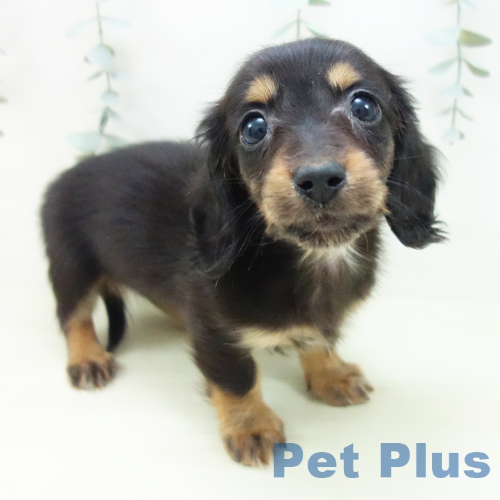岐阜県のミニチュアダックスフンド(ロング) (ペットプラス 各務原店/2025年11月29日生まれ/女の子/ブラックタン)の子犬の1枚目の画像