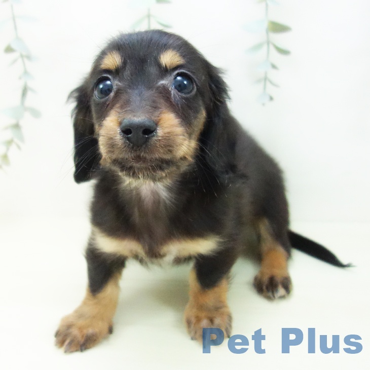 岐阜県のミニチュアダックスフンド(ロング) (ペットプラス 各務原店/2025年11月29日生まれ/女の子/ブラックタン)の子犬の2枚目の画像