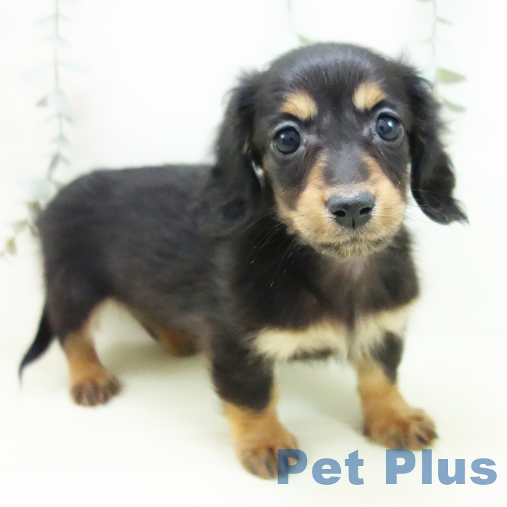 愛知県のミニチュアダックスフンド(ロング) (ペットプラス 豊田店/2025年11月29日生まれ/女の子/ブラックタン)の子犬の1枚目の画像