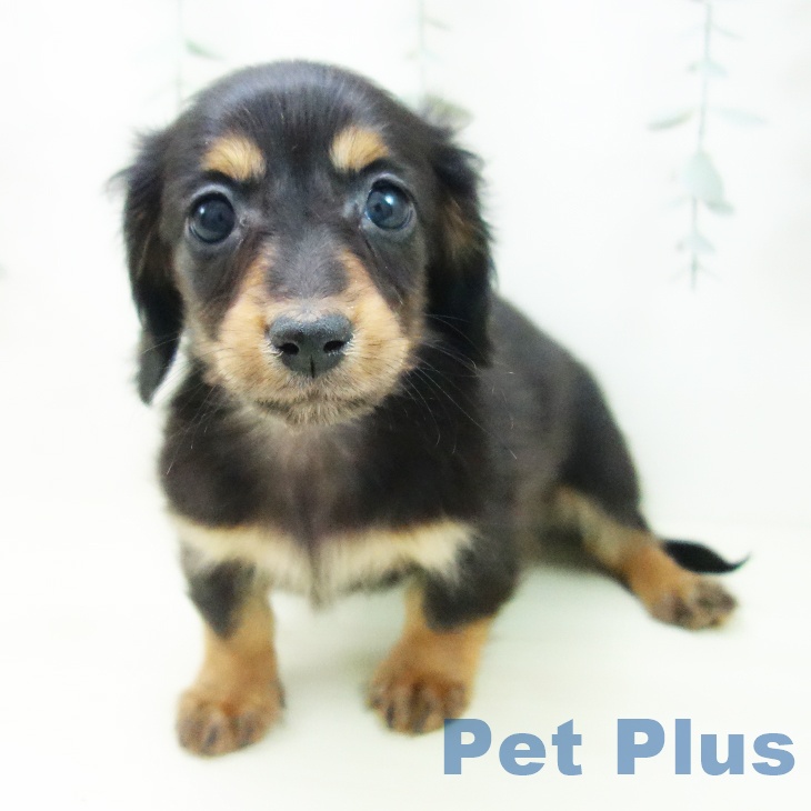 愛知県のミニチュアダックスフンド(ロング) (ペットプラス 豊田店/2025年11月29日生まれ/女の子/ブラックタン)の子犬の2枚目の画像