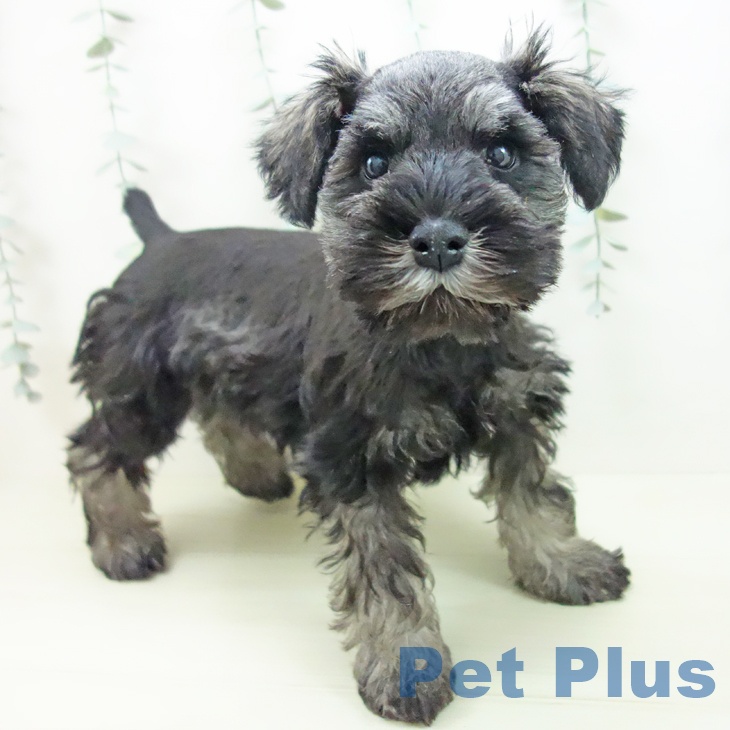 三重県のミニチュアシュナウザー (ペッツワン 桑名店/2025年11月30日生まれ/男の子/ソルトペッパー)の子犬の1枚目の画像