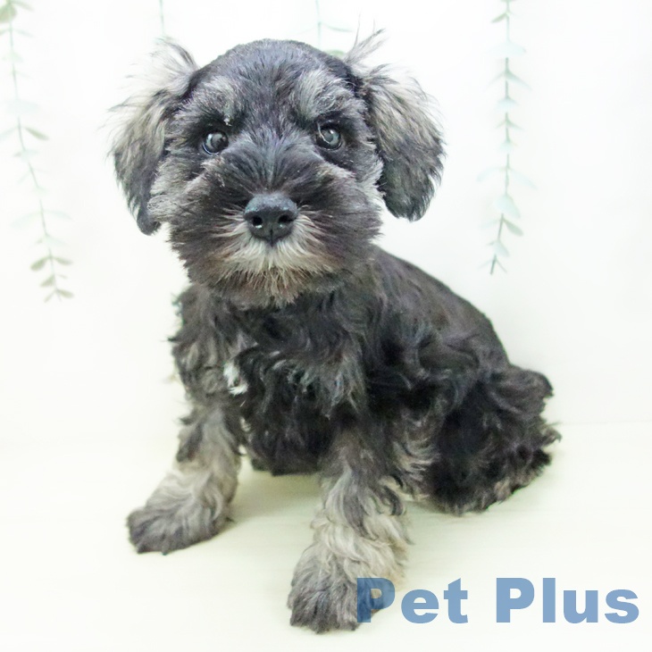 三重県のミニチュアシュナウザー (ペットプラス 四日市泊店/2025年11月30日生まれ/男の子/ソルトペッパー)の子犬の1枚目の画像