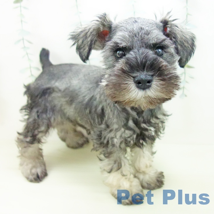 三重県のミニチュアシュナウザー (ペットプラス 鈴鹿店/2025年11月30日生まれ/男の子/ソルトペッパー)の子犬の1枚目の画像