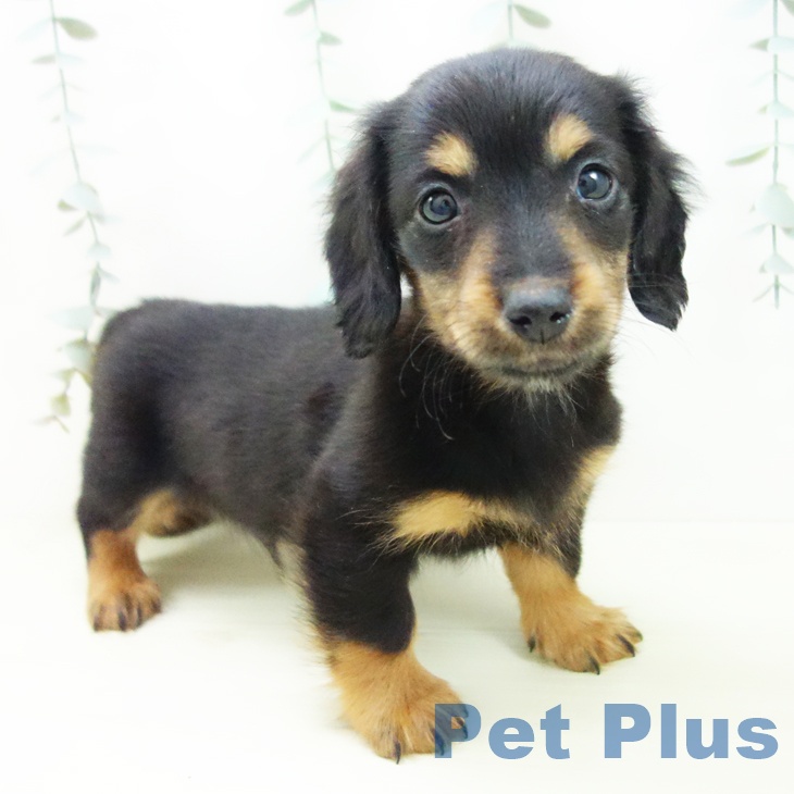 三重県のミニチュアダックスフンド(ロング) (ペットプラス 東員店/2025年11月30日生まれ/男の子/ブラックタン)の子犬の1枚目の画像