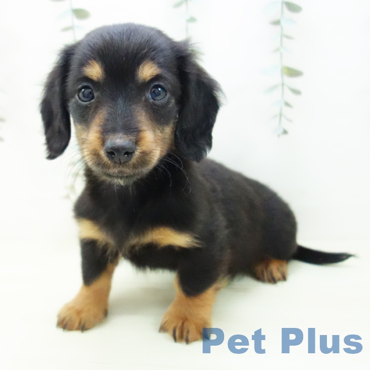 三重県のミニチュアダックスフンド(ロング) (ペットプラス 東員店/2025年11月30日生まれ/男の子/ブラックタン)の子犬の2枚目の画像