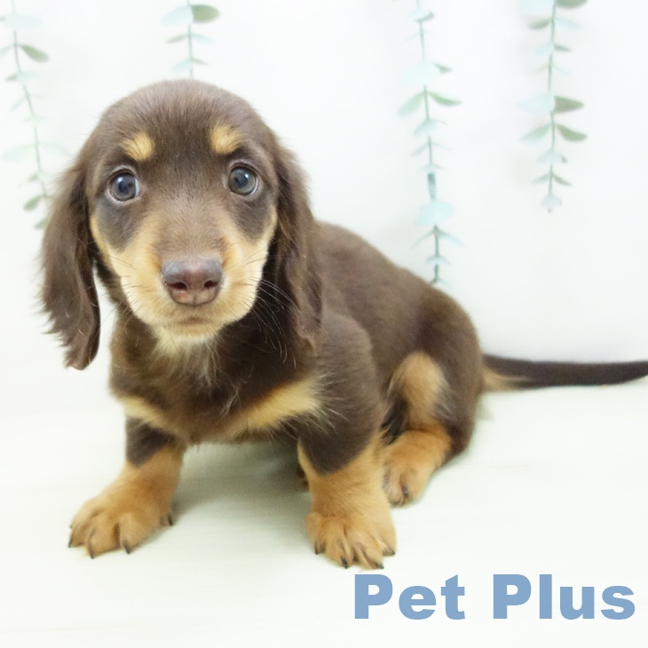 愛知県のミニチュアダックスフンド(ロング) (ペットプラス 東浦店/2025年11月30日生まれ/男の子/チョコレートタン)の子犬の1枚目の画像