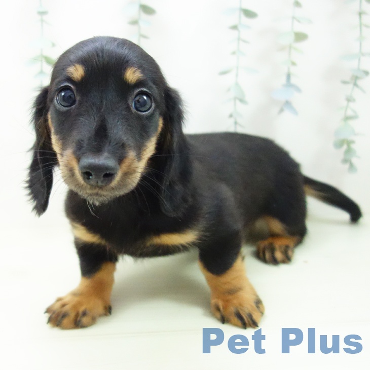 岐阜県のミニチュアダックスフンド(ロング) (ペットプラス 光ケ丘店/2025年11月30日生まれ/女の子/ブラックタン)の子犬の1枚目の画像