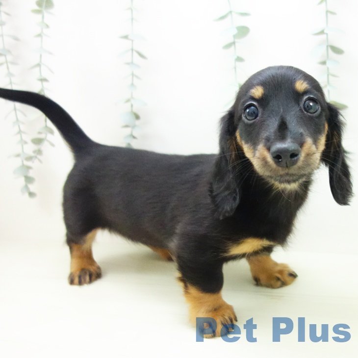 岐阜県のミニチュアダックスフンド(ロング) (ペットプラス 光ケ丘店/2025年11月30日生まれ/女の子/ブラックタン)の子犬の2枚目の画像