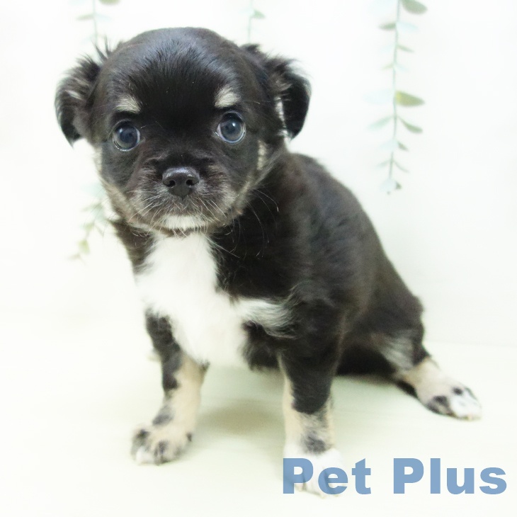 三重県のチワワ(ロング) (ペットプラス 津南店/2025年12月1日生まれ/女の子/ブラックタンホワイト)の子犬の2枚目の画像