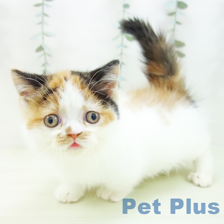 愛知県のミヌエット (ペットプラス 名古屋茶屋店/2025年11月25日生まれ/女の子/ブラウンパッチドタビーホワイト)の子猫の1枚目の画像