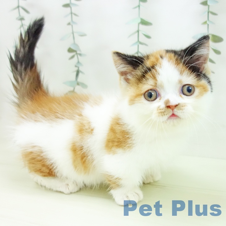 愛知県のミヌエット (ペットプラス 名古屋茶屋店/2025年11月25日生まれ/女の子/ブラウンパッチドタビーホワイト)の子猫の2枚目の画像