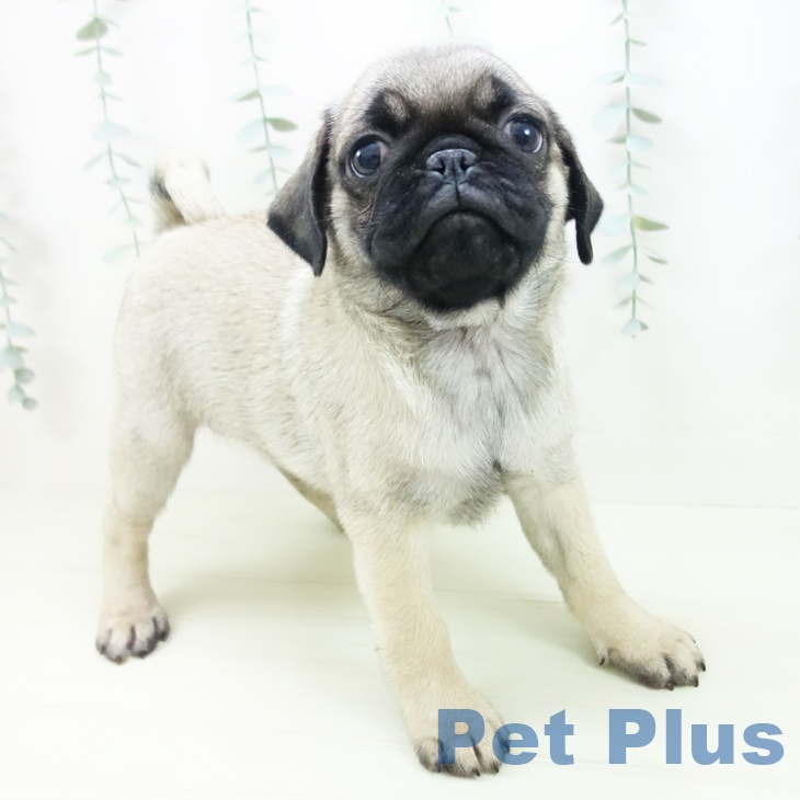 愛知県のパグ (ペットプラス 熱田店/2025年11月29日生まれ/男の子/フォーン)の子犬の1枚目の画像