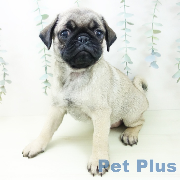 愛知県のパグ (ペットプラス 熱田店/2025年11月29日生まれ/男の子/フォーン)の子犬の2枚目の画像