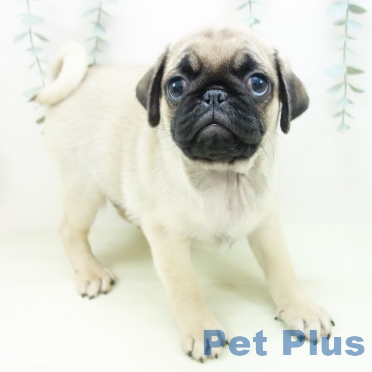 三重県のパグ (ペットプラス 鈴鹿店/2025年11月29日生まれ/男の子/フォーン)の子犬の1枚目の画像
