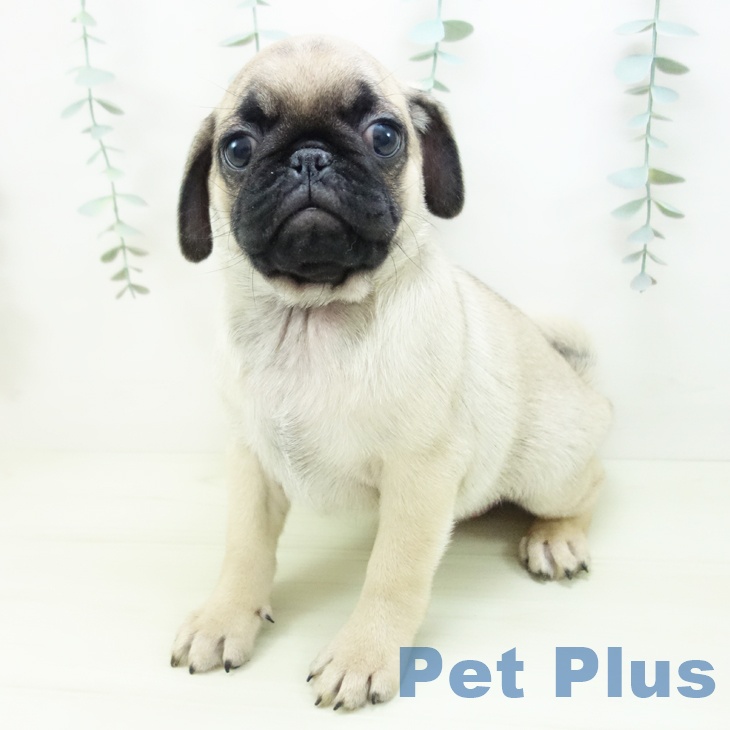 三重県のパグ (ペットプラス 鈴鹿店/2025年11月29日生まれ/男の子/フォーン)の子犬の2枚目の画像