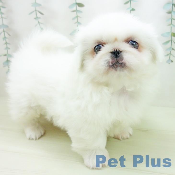 三重県のペキニーズ (ペットプラス 鈴鹿店/2025年12月1日生まれ/男の子/ホワイト)の子犬の1枚目の画像