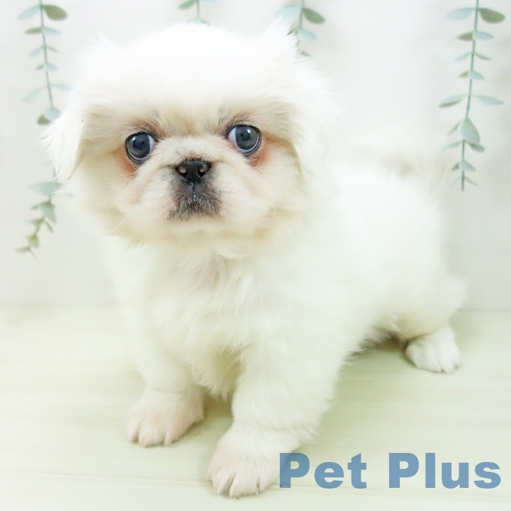 愛知県のペキニーズ (ペットプラス イオンモール豊川店/2025年12月1日生まれ/女の子/クリーム)の子犬の1枚目の画像