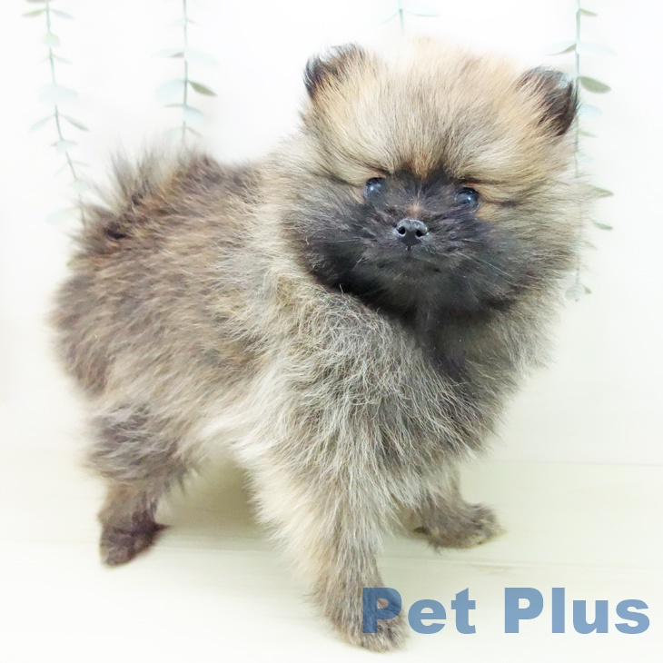 ポメラニアンの写真2