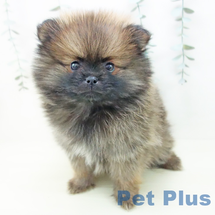 三重県のポメラニアン (ペットプラス 津南店/2025年11月30日生まれ/女の子/オレンジ)の子犬の1枚目の画像