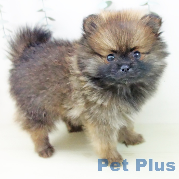 三重県のポメラニアン (ペットプラス 津南店/2025年11月30日生まれ/女の子/オレンジ)の子犬の2枚目の画像