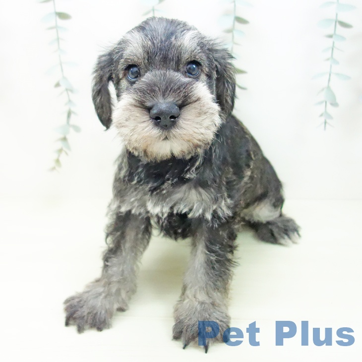 愛知県のミニチュアシュナウザー (ペットプラス 豊橋牧野店/2025年12月1日生まれ/男の子/ソルトペッパー)の子犬の2枚目の画像