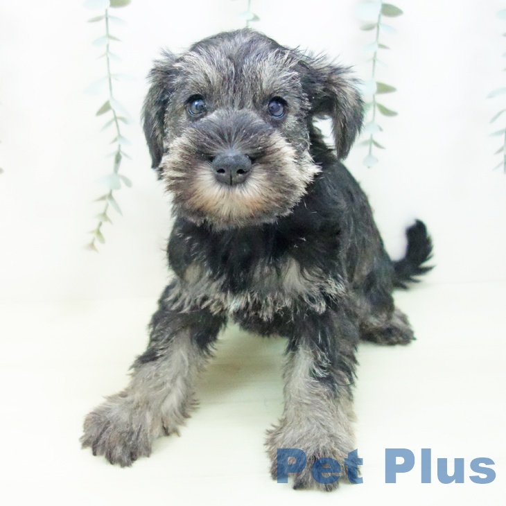 ミニチュア・シュナウザー